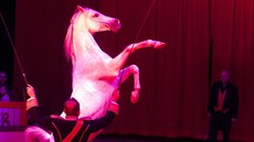 Momentka z vystoupení Národního cirkusu Original Berousek