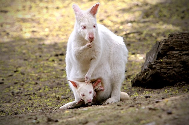 Plzeská zoo má první mlád s genetickou vadou - albinismem. Jedná se o klokana...