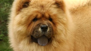 Čau-Čau: Pes, který se chová jako kočka