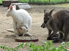 V plzeské zoo mají mlád klokana rudokrkého