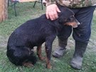 Pes, kterho hasii zachrnili z kanalizan roury na hranicch se Slovenskem...