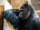 Gorilí samec Richard, otec praských gorilách mláat. (18. 4. 2018)