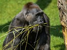 Kamba - nejstarí z praských gorilích samic - si uívá nádherného sluneného...