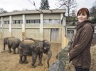 Sledovat v ostravské zoo slony jak korzují po výbhu, to je podle zooloky Jany...