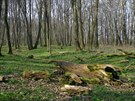 Luní les a podmáené louky Filena u Záhlinic skýtá unikátní flóru a faunu.