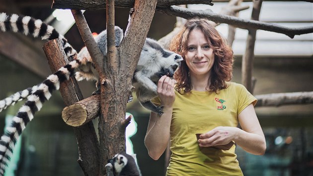 Do výběhu k lemurům mohou ošetřovatelé primátů v plzeňské zoo vejít bez obav.