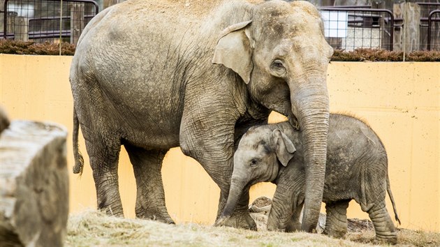 Sl�n� Chandru s matkou Vishesh v ZOO Ostrava. (duben 2018)