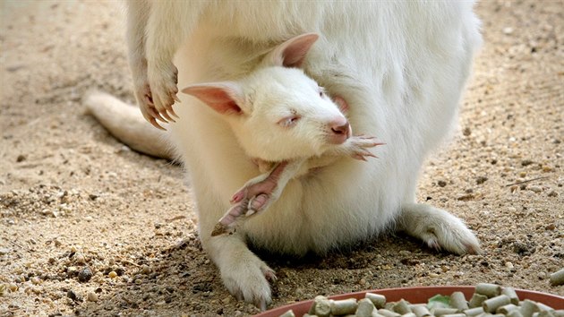 Plzesk zoo m prvn mld s genetickou vadou - albinismem. Jedn se o klokana rudokrkho, jeho matka je rovn albn. (25. dubna 2018)