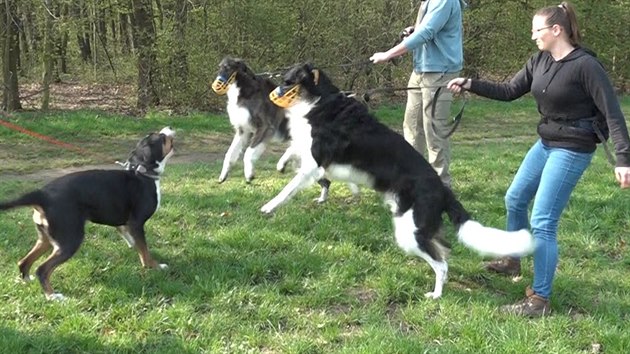 Naučte svého psa povel stůj, předejdete tím konfliktu s ostatními psy, radí trenér zvířat