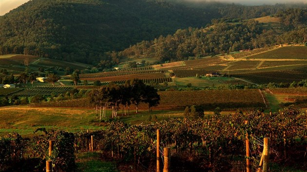 Vinice v australském Hunter Valley