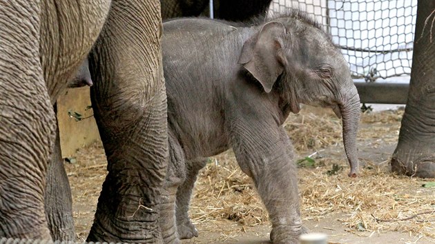 Sameček Chandru ještě není ani rok starý, pořád se učí, co si může k ostatním slonům dovolit. 