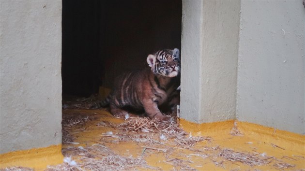 Jedno z tygřích mláďat je průbojnější a občas vykoukne z porodního boxu. Matka Cinta ho pak velmi rychle umravní a odnáší zpět.