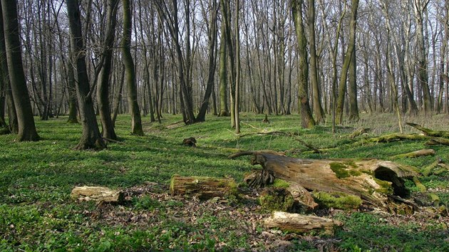 Lužní les a podmáčené louky Filena u Záhlinic skýtá unikátní flóru a faunu.