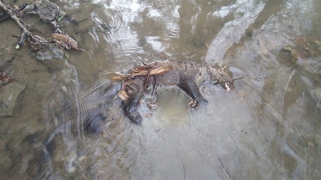 Hasiči z kanálu vyprostili i uhynulou kunu.