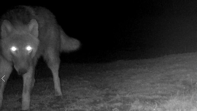 Fotopast zachytila vlka v přírodní rezervaci v Milovicích. (11.4.2018)