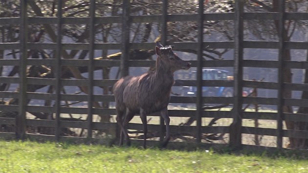 Aklimatizan obora, v n Standa ije sm, m rozlohu ty hektar. (25. dubna 2018)