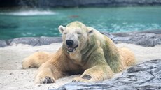 Na snímku je vidět zelenající srst ledního medvěda Inuky.