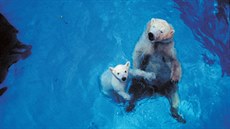 Mladý lední medvěd Inuka se svou matkou Shebou v singapurské zoologické zahradě.