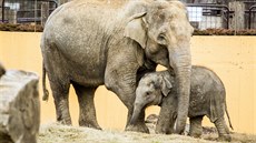 Sl�n� Chandru s matkou Vishesh v ZOO Ostrava. (duben 2018)