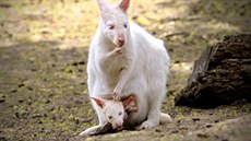 Plzeňská zoo má první mládě s genetickou vadou - albinismem. Jedná se o klokana...