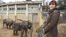 Sledovat v ostravské zoo slony jak korzují po výbhu, to je podle zooloky Jany...