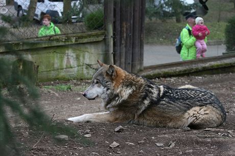 Vlk chovaný v chomutovském zooparku byl jedním z nejstarích vlk euroasijských ze vech evropských zoo.