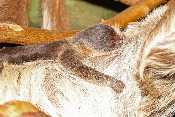 Jihlavská zoologická zahrada ohlásila přírůstek u lenochodů. „Mládě po porodu...