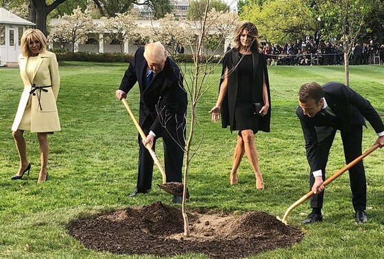 Trump vysadil s Macronem dub, který má symbolizovat francouzsko-americké...