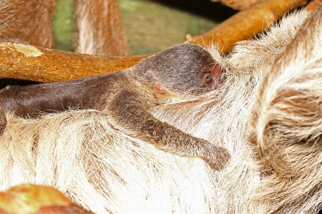 Jihlavská zoologická zahrada ohlásila pírstek u lenochod. Mlád po porodu...