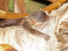 Jihlavská zoologická zahrada ohlásila pírstek u lenochod. Mlád po porodu...