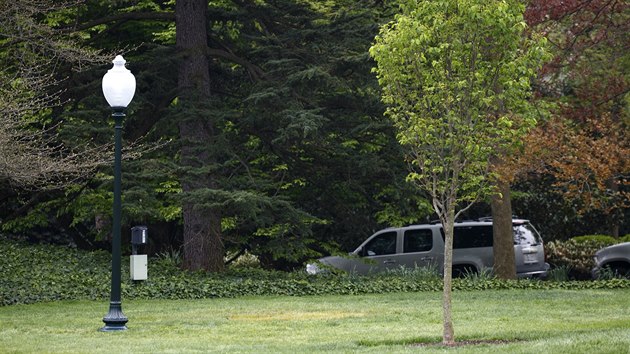 Z jižního trávníku u Bílého domu zmizel dub (v místech, kde byl, je trávník nažloutlý), který tam minulý týden společně zasadili americký prezident Donald Trump a jeho francouzský protějšek Emmanuel Macron (28. dubna 2018)