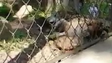 Trpící vlk, který v zoo uvázl mezi dráty elektrického ohradníku