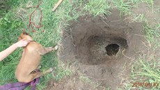 Záchrana amerického staforda z betonové struhy (30.4.2018).