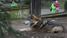 Vlk v ohrazeném výbhu Podkrunohorského zooparku v Chomutov.