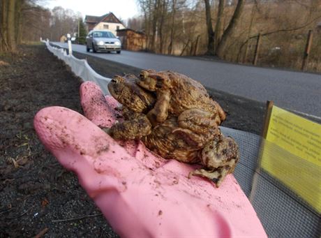 Ochranám se podailo zachránit stovky obojivelník.