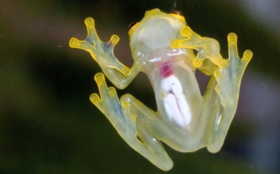 Prhledná ába  glass frog