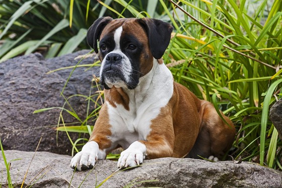 Boxer je inteligentní rodinný pes se zlatou povahou, potřebuje ovšem hodně...