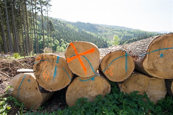 Kácení stromů napadených kůrovcem v okolí Rožnova pod Radhoštěm (2019)