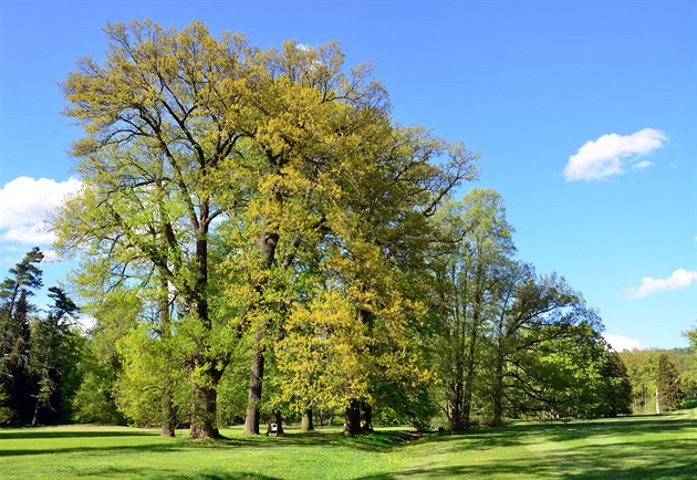 Zámecký park v Kynžvartu má za sebou likvidaci kůrovcem zasažených smrků