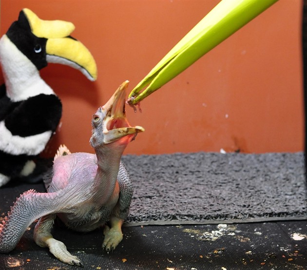 Od chvíle, co mlád� otev�elo o�i, probíhalo krmení v�dy v p�evleku a s pomocí...