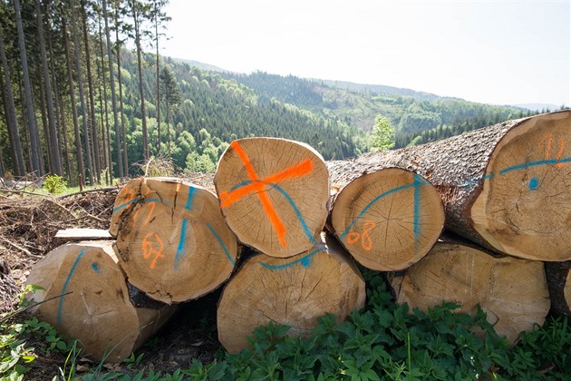 Kácení strom napadených krovcem v okolí Ronova pod Radhotm (2019)