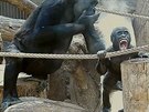 Gorilí prcek Ajabu se starím bráchou ve spre