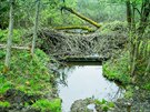 Bobi pehradili koryto Lukavickho potoka v lese pobl Miln u Lipna.