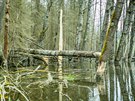 Bobi pehradili koryto Lukavickho potoka v lese pobl Miln u Lipna.