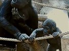 Gorily vodu bhem mlení rády olizují, co platí pro vechny.