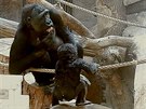 Kiburi vzal toto sprchování nejmladího lena gorilí rodiny za své.