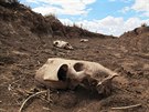 Na území indiánského kmene Navaj v Arizon uhynulo více ne sto divokých koní...
