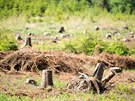 Kcen strom napadench krovcem v okol Ronova pod Radhotm (2019)