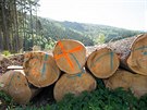 Kácení stromů napadených kůrovcem v okolí Rožnova pod Radhoštěm