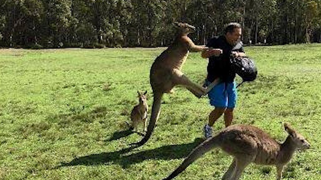 V Austrálii se množí útoky klokanů na turisty, kteří je chodí krmit -  iDNES.cz